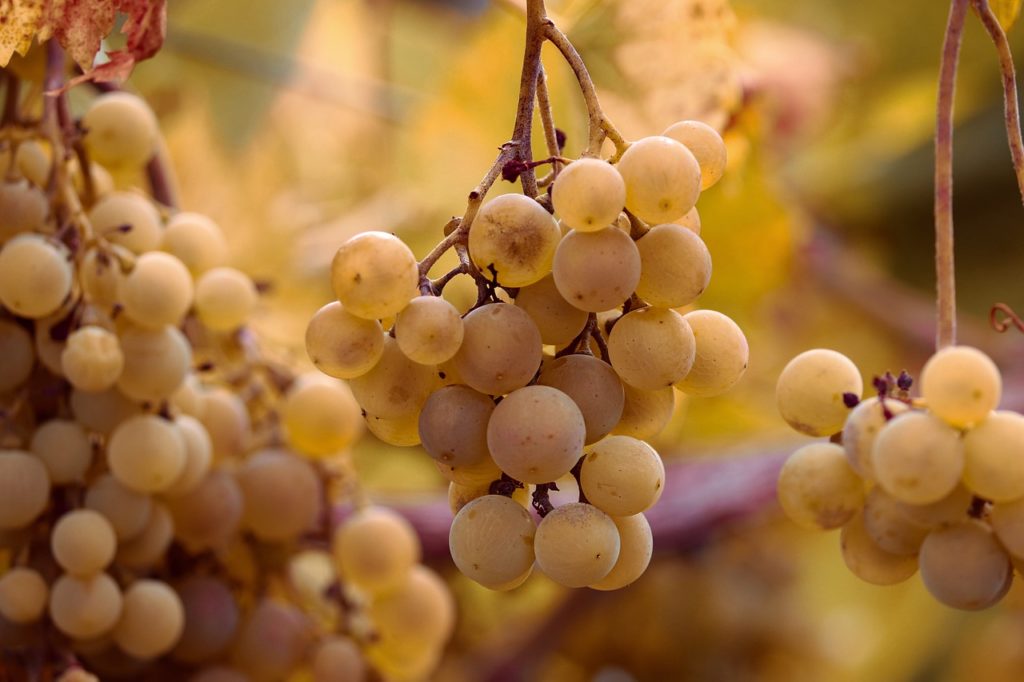 grape, grapes, vines