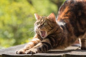 cat, tired, yawn