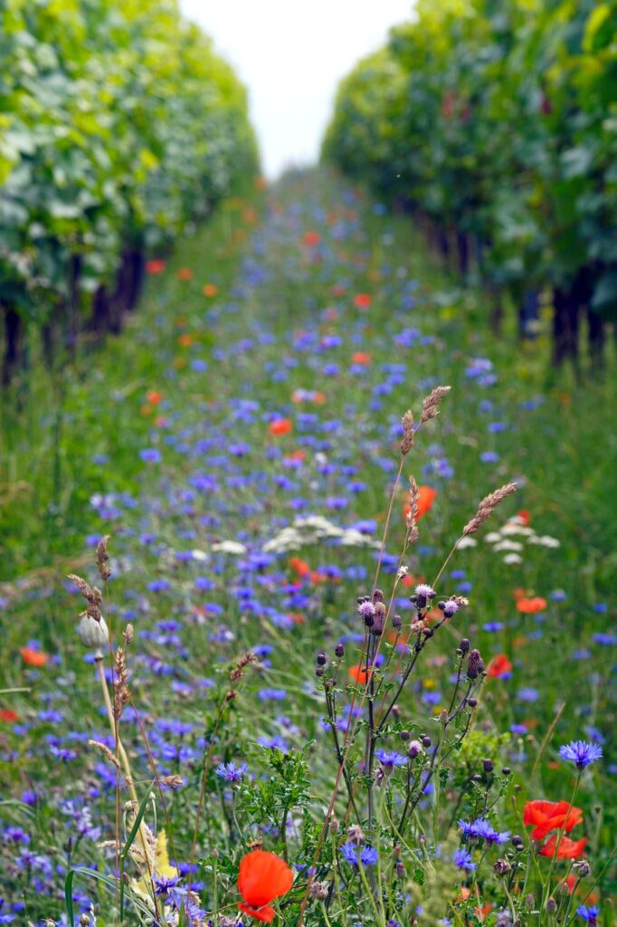 flowers, plants, vineyard-6415255.jpg