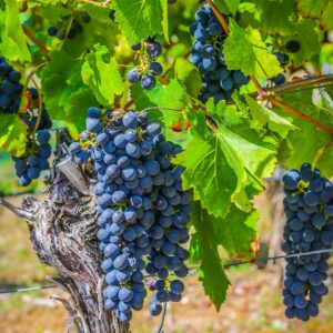 wine, grape, wine growing-3667119.jpg