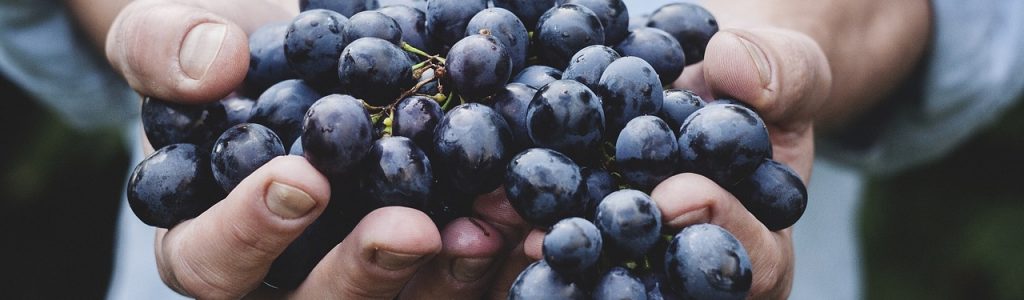 grapes, bunch, fruit