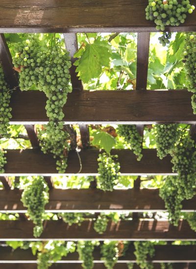 grapes, hang, vineyard-1542862.jpg