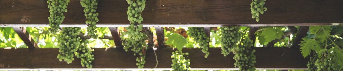 grapes, hang, vineyard-1542862.jpg