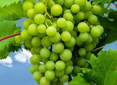 meal, grapes, fruit-2594193.jpg