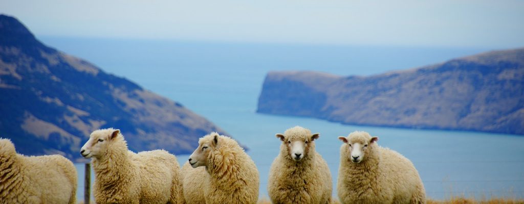 new zealand, sea, sheep