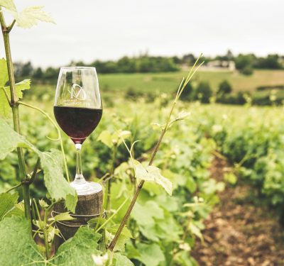 A glass of red wine in a lush Bourgogne vineyard during summer.