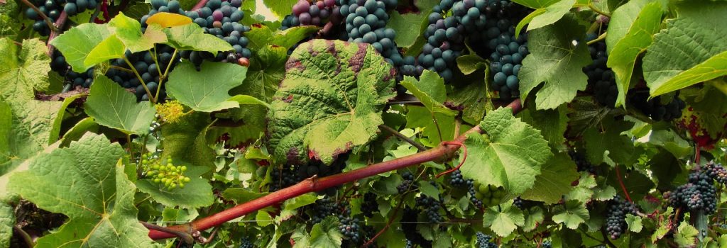 vines, pinot noir, grapevine