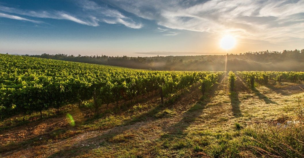 vineyard, farm, sunrise