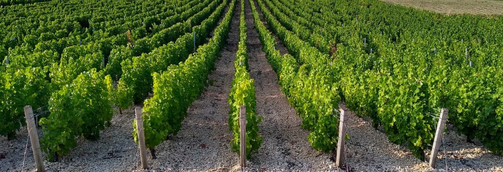 Sauvignon blanc vineyards