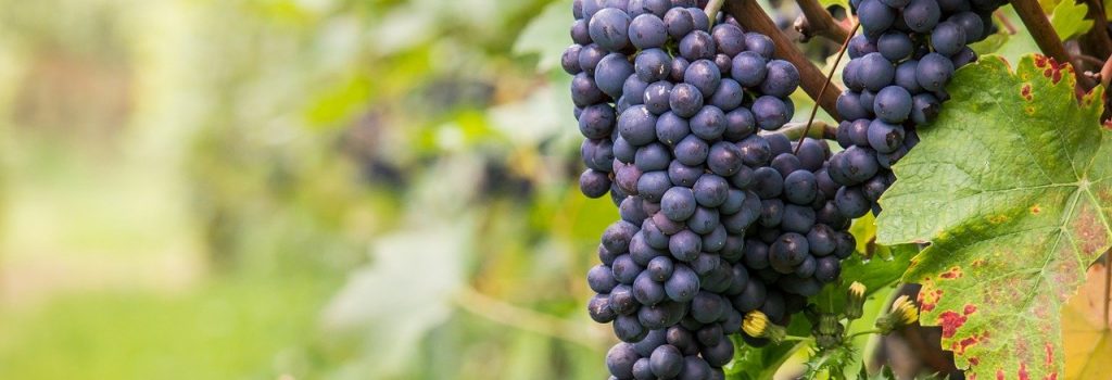 Merlot wine grapes